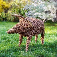 willow pigletÂÂÂ
