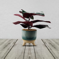 Artificial Ficus Plant With Teal Blue Green Ceramic Planter 35cm