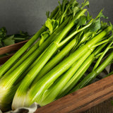Celery (per pack)