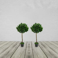 PLAIN PAIR OF STEM ARTIFICIAL TOPIARY BAY LAUREL BALL TREES
