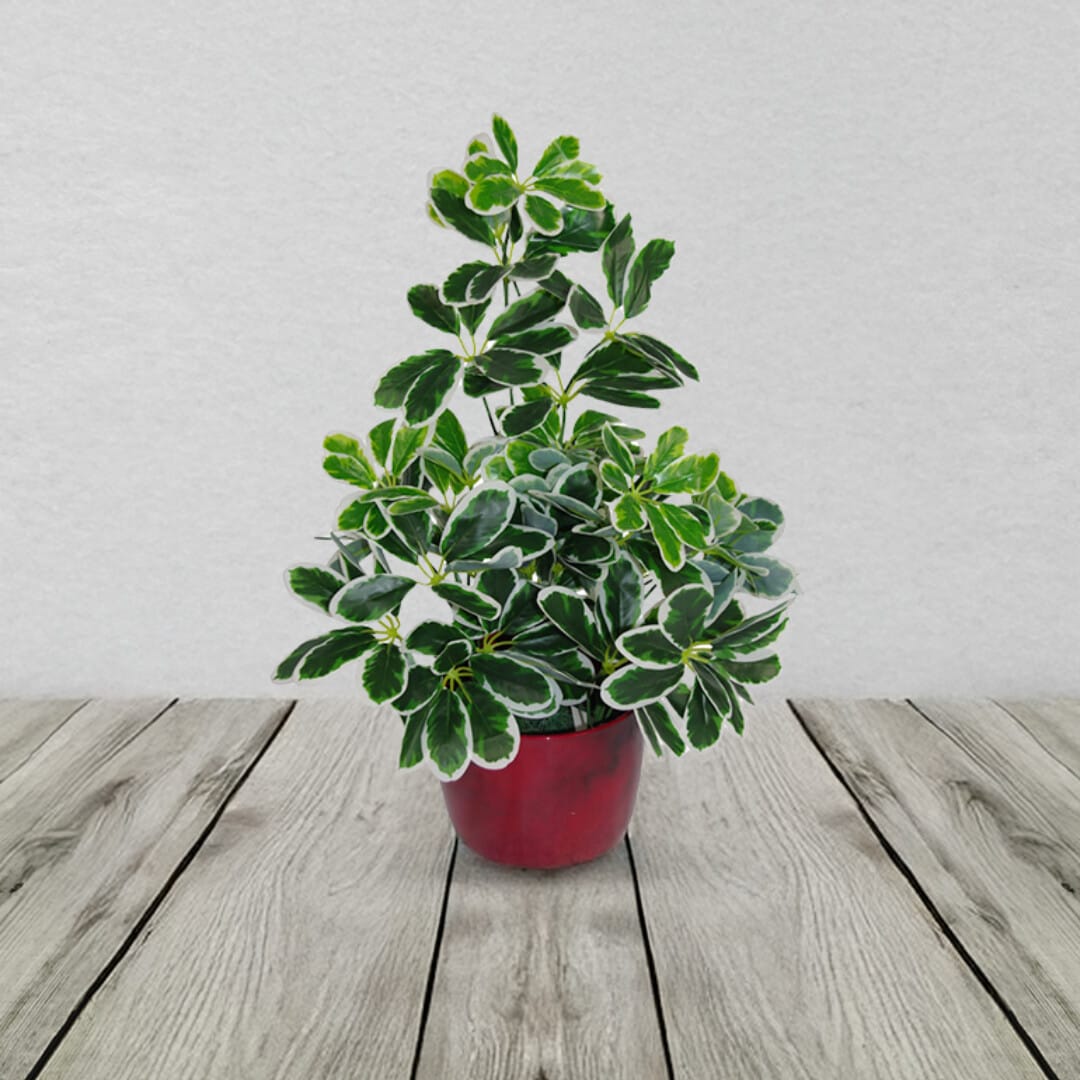 schefflera variegata Variegated Artificial Schefflera Arboricola Plant – The Black Farmer