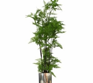 150cm-artificial-natural-moss-base-fern-foliage-plant-with-silver-metal-plater.jpg