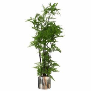 150cm-artificial-natural-moss-base-fern-foliage-plant-with-silver-metal-plater_ebccdc52-762d-4483-965d-210b7440d2f6.jpg
