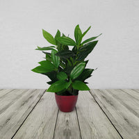 70cm Large Bushy Artificial Evergreen House Plant