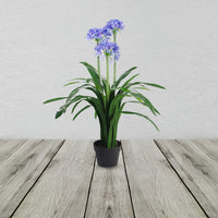 90cm Blue Flower Artificial Blossom Plant Agapanthus With Pot