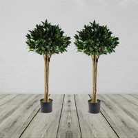Pair of Bay Laurel Topiary Trees