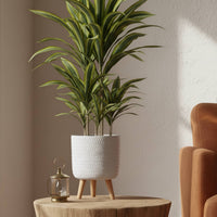 Small Idealist Plaited Round Indoor Planter with Legs