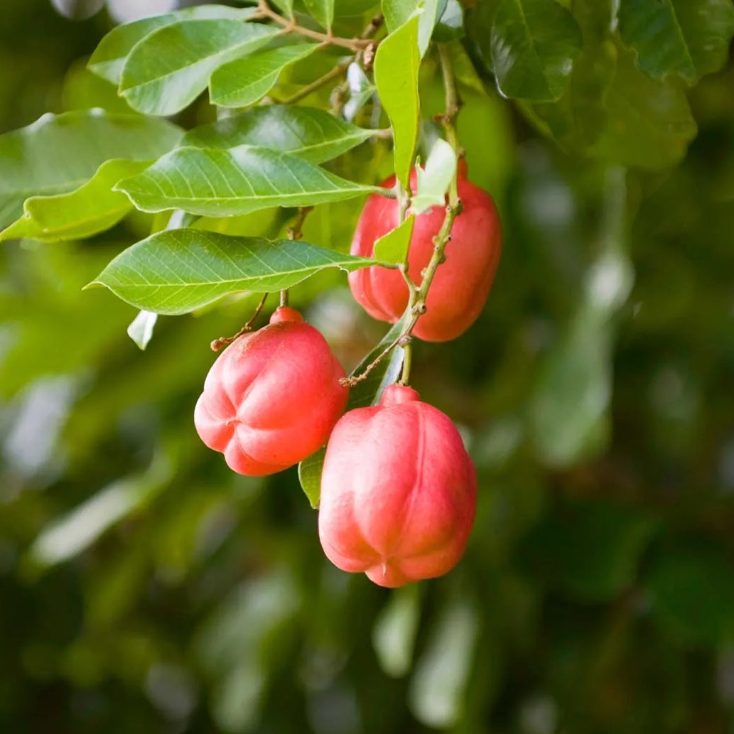 ackee-fruits.jpg