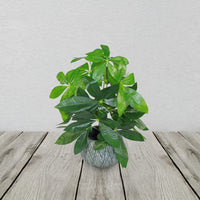 Artificial Money Tree Plant 50cm 1