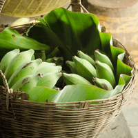 green banana Caribbean fruit bunch