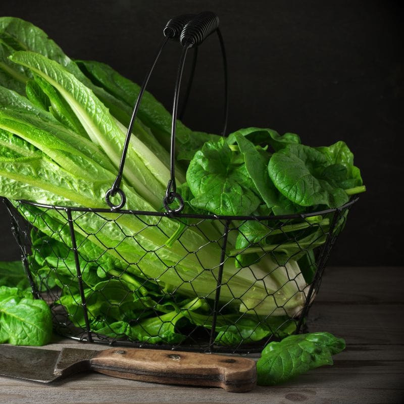 Lettuce