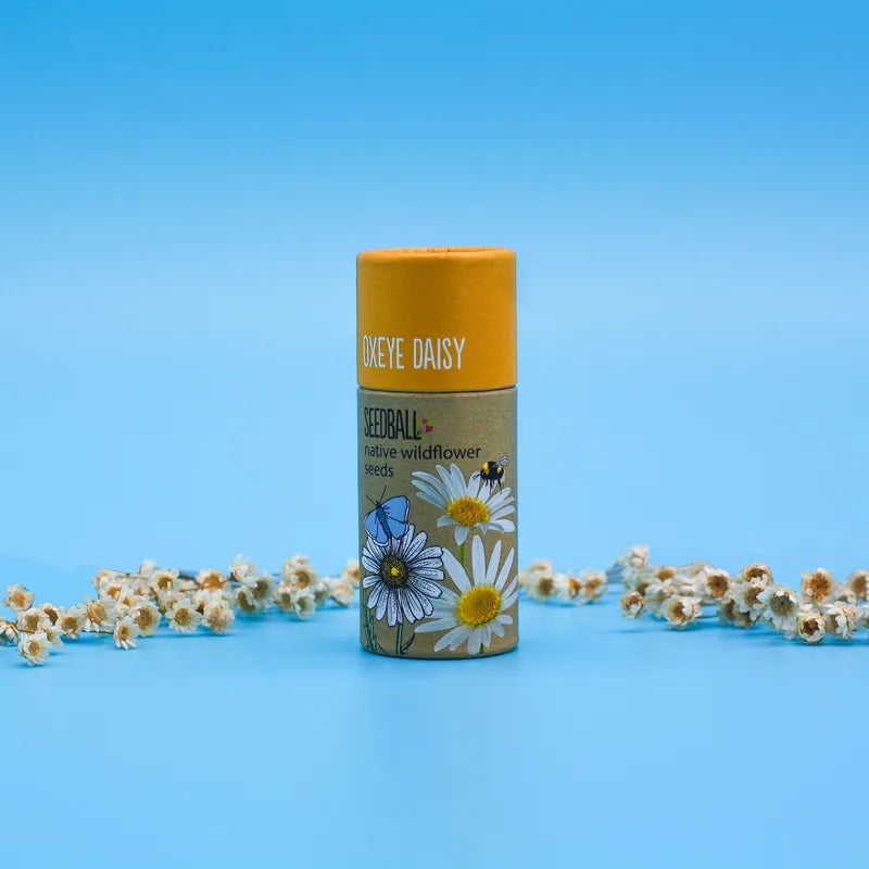 oxeye-daisy-wildflower-seeds-seedball_bead71b3-ec13-482b-8ec7-6fe3e3406ca5.webp
