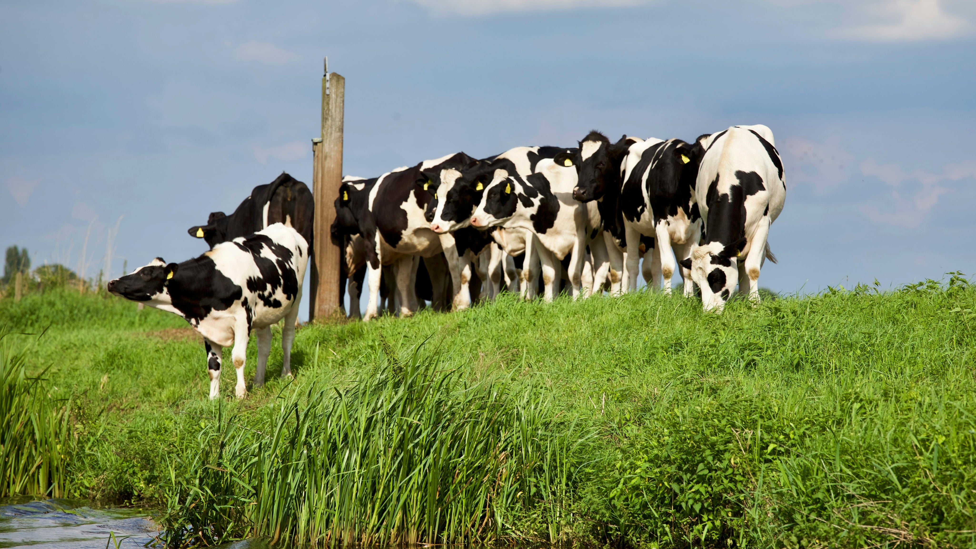 Are your meats organic?