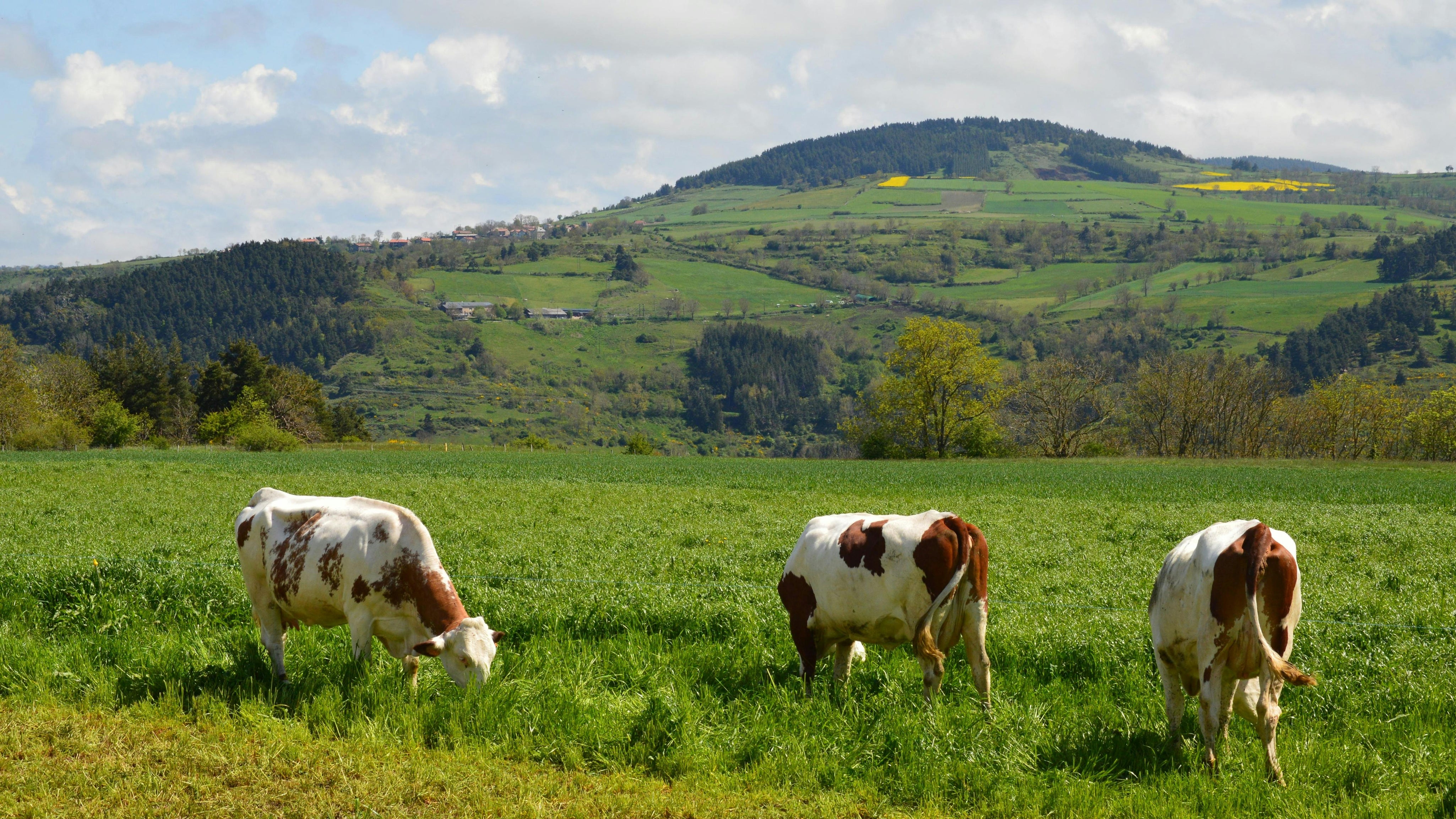 Are your meats ethically sourced?
