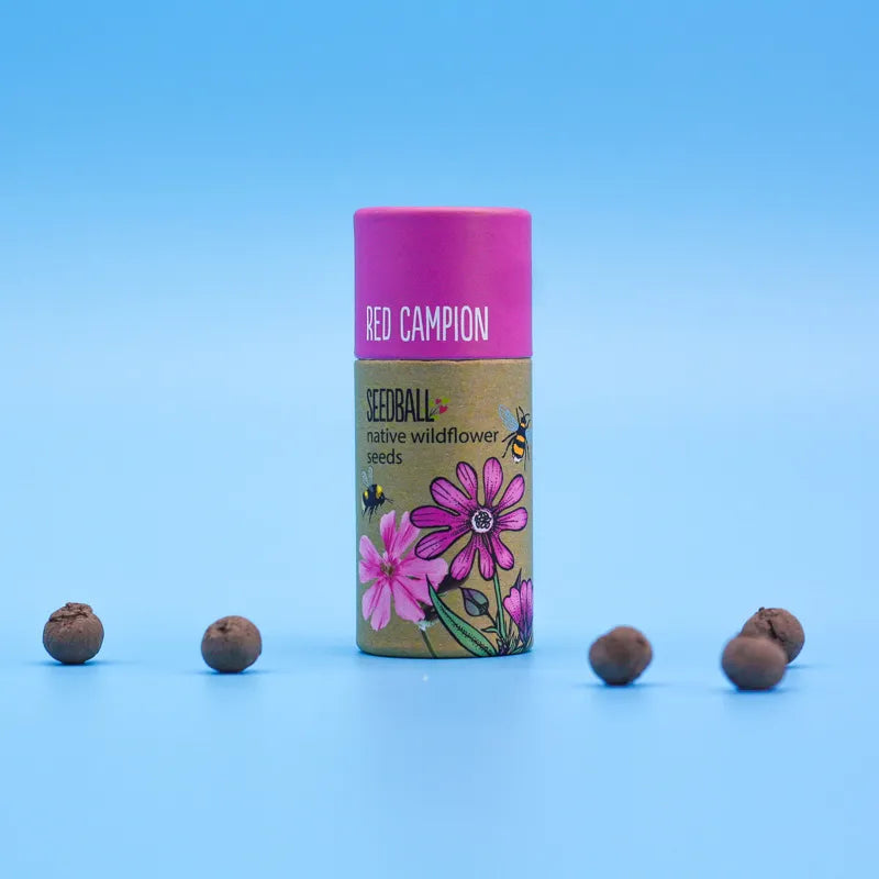 Wildflower Seedball Tube - Pack of 20