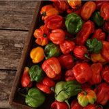 Scotch Bonnet (per pack)
