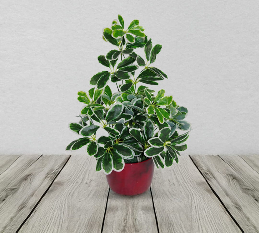 Variegated Artificial Schefflera Arboricola Plant 55cm