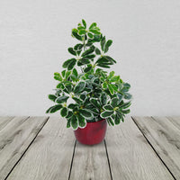 Variegated Artificial Schefflera Arboricola Plant 55cm