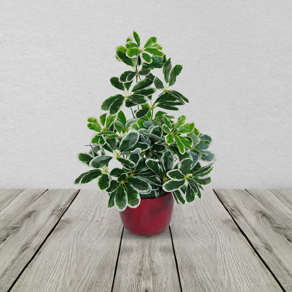 schefflera arboricola pet safe Variegated Artificial Schefflera Arboricola Plant – The Black Farmer
